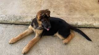 Two AMAZING Female German Shepherd Puppies with GSM