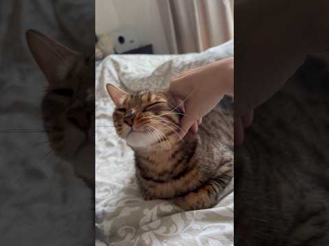 撫でると嬉しがる猫が可愛すぎる【ベンガル猫】