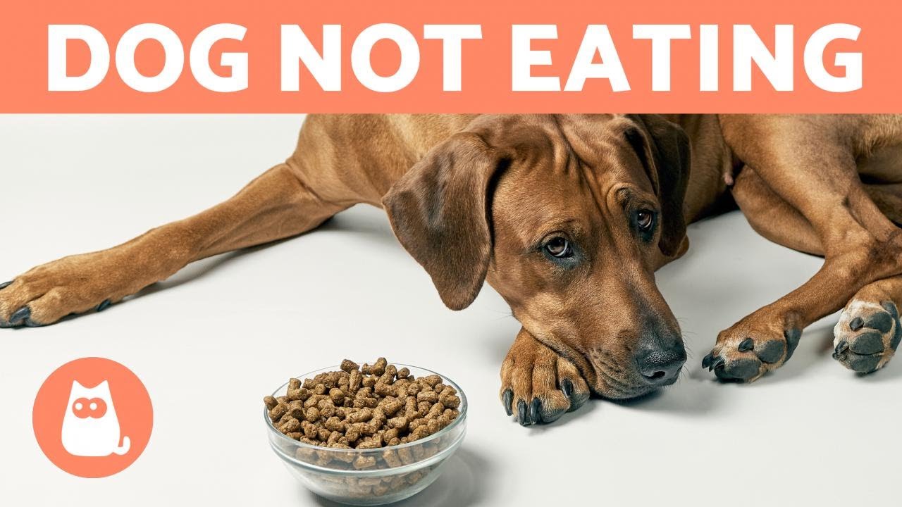 My Dog Does Not Want To Eat 🐶🥩 (7 Ways To Bring Back Appetite ✓) - Youtube