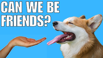 How To Approach A Dog You DON