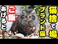 極寒の猫捨て場 長毛ブランド猫にご飯をあげたら涙を流して爆食いしました