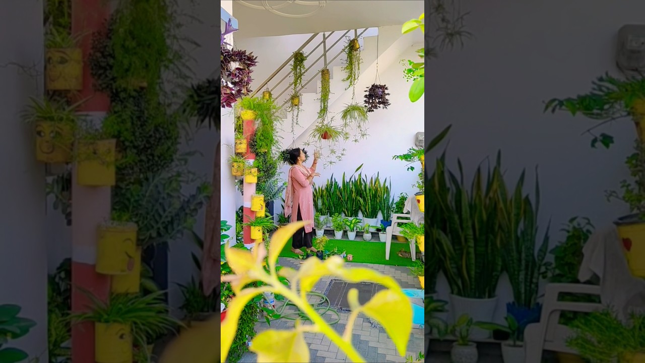 hanging plants🪴🍃🏡#homegardening #terracegardenindia #ytshorts #gardening #garden