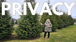 Backyard Privacy Fence. Green Giant vs. Emerald Green Arborvitae Comparison