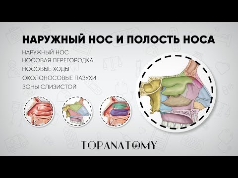 Видео: Анатомия носа, функция и схема - Карты тела