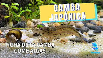 ¿Las gambas comen algas en la pecera?