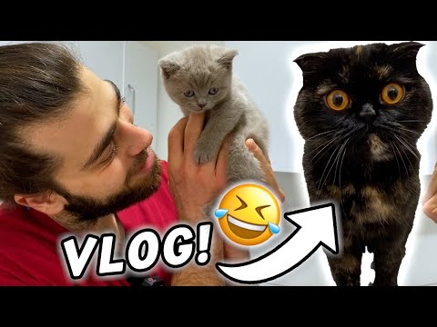 VİRAL SARHOŞ KEDİ! 😂 Kedilerle Geçen Klinikte Bir Gün! ( VLOG ) #TheVet