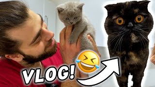 A Day in Our Veterinarian Clinic! | (3 Cats Involved) | VLOG VIDEO! #TheVet