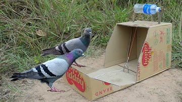 Creative Unique Bird Trap Using Cardboard Box And Woods - How To Make Bird Trap