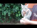 野良猫の子猫を保護しました