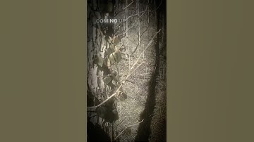 Oblivion - grimes 🖤💚 #grimes #woods