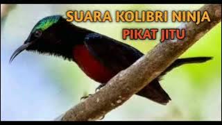 SUARA KHUSUS PIKAT BURUNG KOLIBRI NINJA ( KONIN ) TERBARU