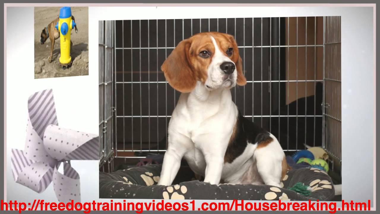 Solution To Your Crate Training Adult Dog Problems YouTube solution-to-your-crate-training-adult-dog-problems-youtube