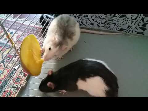 Крысы кушают манго. Rats eat mango