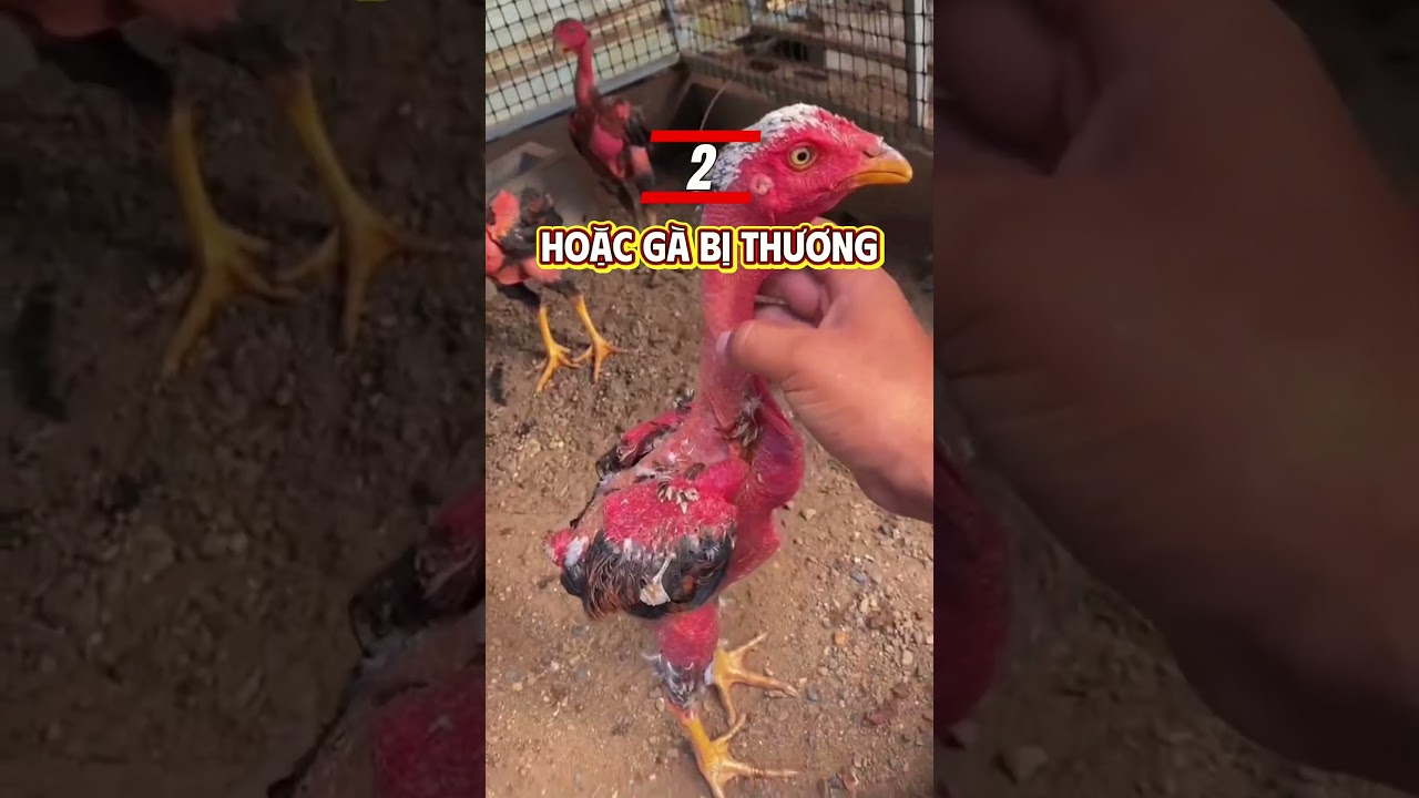 Những Lưu &Yacute; Khi B&agrave; Con Khởi Nghiệp Nu&ocirc;i G&agrave; Chọi