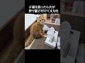 子猫を怒ったら犬が秒で駆け付けて文句を...笑#shorts