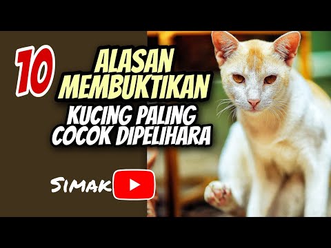 Video: 10 Alasan Mempunyai Kucing Dalam Hanya