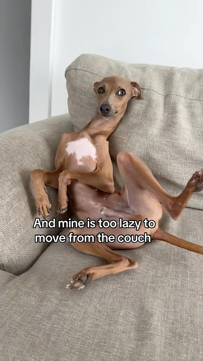 Like father like son I guess #dog #italiangreyhound #cute #shorts