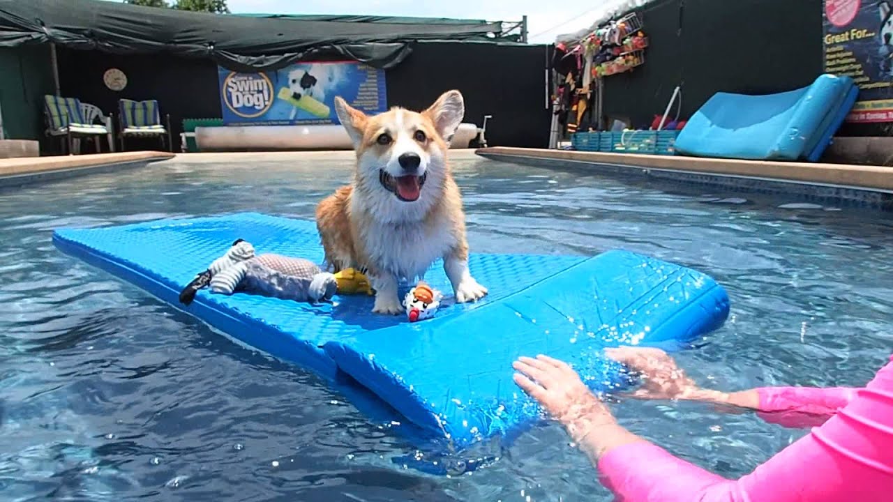 5 month old Pembroke Welsh Corgi Puppy gets familiar with the water ...