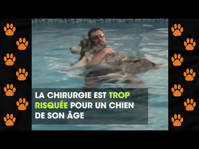 Les Bienfaits De La Piscine Pour Chien - 