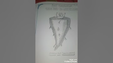 INTERMEDIATE 2ND YEAR BOTANY RECORD TELANGANA 2021-2022