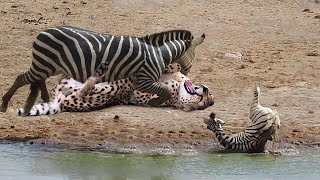 Unbelievable! Mother Zebra Take Down Cheetah, Hyenas, Wild Dogs To Save Baby Zebra