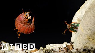 Making a Mantis Shrimp Fight Club | WIRED