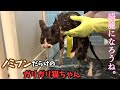 緊急保護したノミの死骸とノミフンだらけの猫をシャンプーしました。