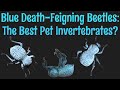 Blue Death-Feigning Beetles: The Best Pet Invertebrate?
