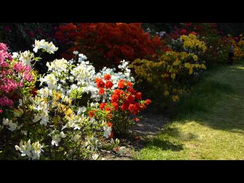 Wideo: Wykorzystanie Rododendronów W Projektowaniu Ogrodów