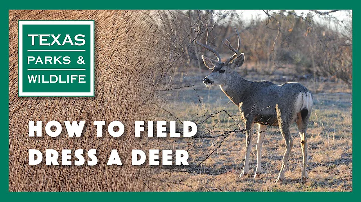 How to Field Dress a Deer