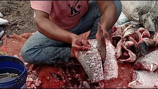 Amazing Big katol Fish cutting skills live Sports.