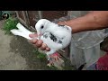 Visit to khokon gurung pigeon aviary  complete setup view  part1  pigeon