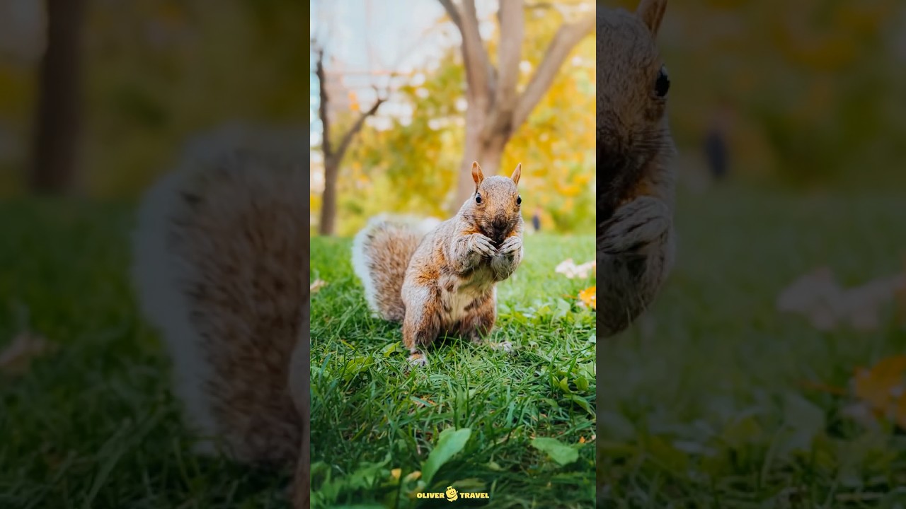귀여운 동물친구 찍는 방법 🐿️🇨🇦 #shotoniphone