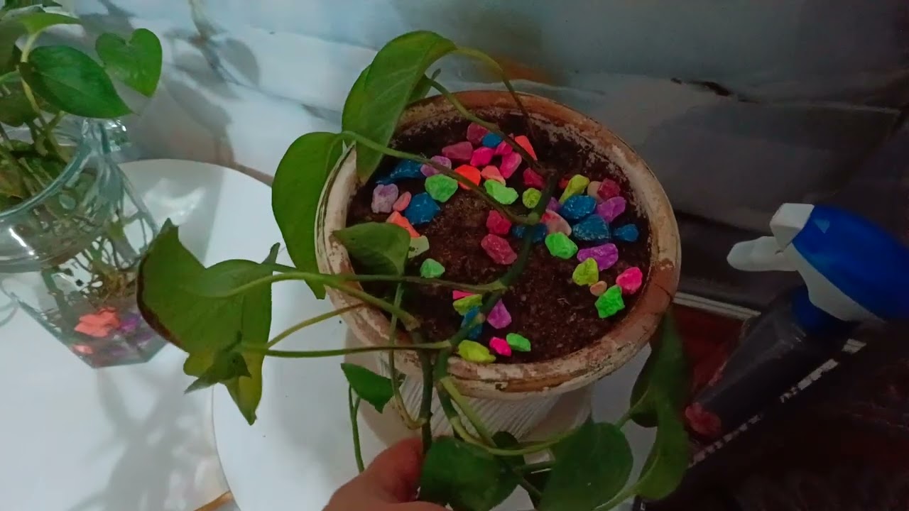 شلون توفرين وتقتصدين بالمسواك والمصرف يكفي /كلام من القلب الى القلب ❤️😘