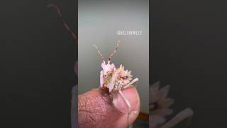 My tiny Spiny Flower Mantis! ❤️ #insects#bug#mantis#spiders#tarantula#entomology#invertebrates#fyp