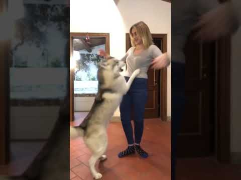 Video: 9 Cose Solo persone che hanno salvato un cane Capito