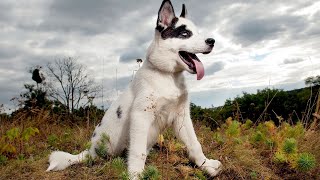 The Mystical Connection Siberian Huskies and Northern Tribes by USA Pup Patrol 3 views 5 hours ago 4 minutes, 1 second