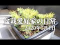 昼間に盆栽の水やりをする配信 - Delivery to water in the daytime