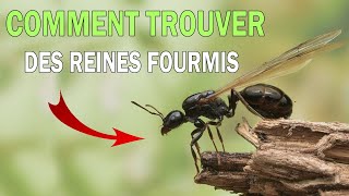 COMMENT TROUVER UNE REINE FOURMI