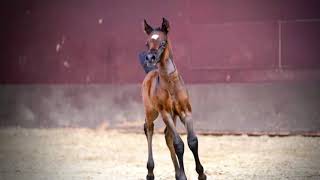 Arabian filly, classic and extreme!