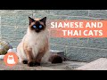 SIAMESE CATS 🐱 (Origin, Characteristics, Character and Care)