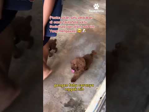 Video: 3 Cara Menghentikan Anjing dari Humping