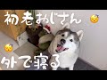 公園でバッコリと昼寝をキメるシベリアンハスキー