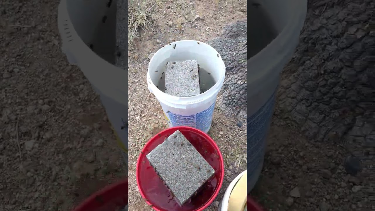 Arizona Honey Bee Water Station. it's 100° out there!