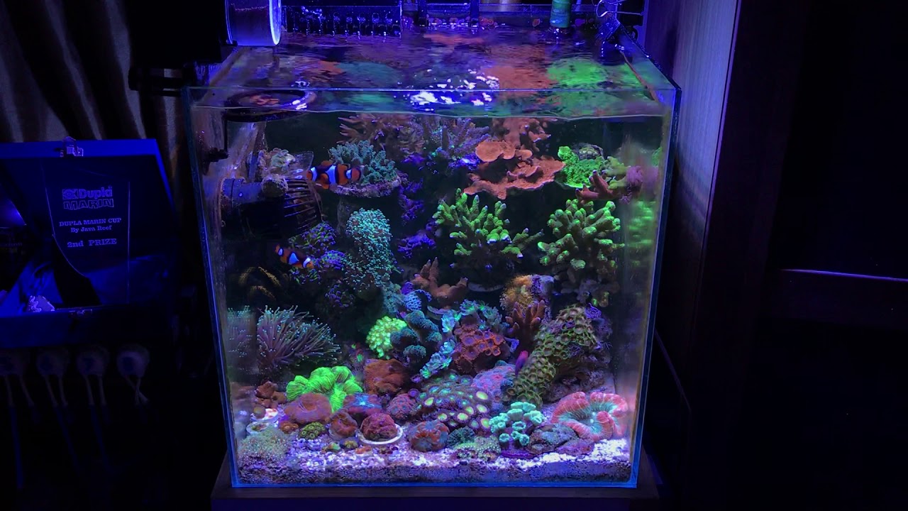 Eriq S Cube Pico Reef Tank Update July 18 Youtube