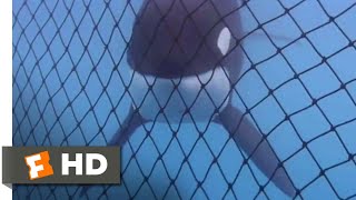 Free Willy (1993) - Almost Free Scene (9\/10) | Movieclips