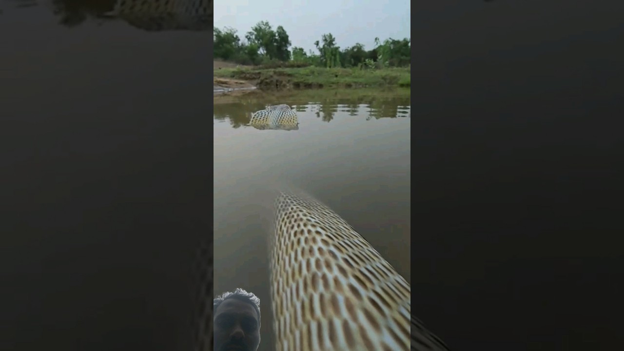 the world's biggest snake 