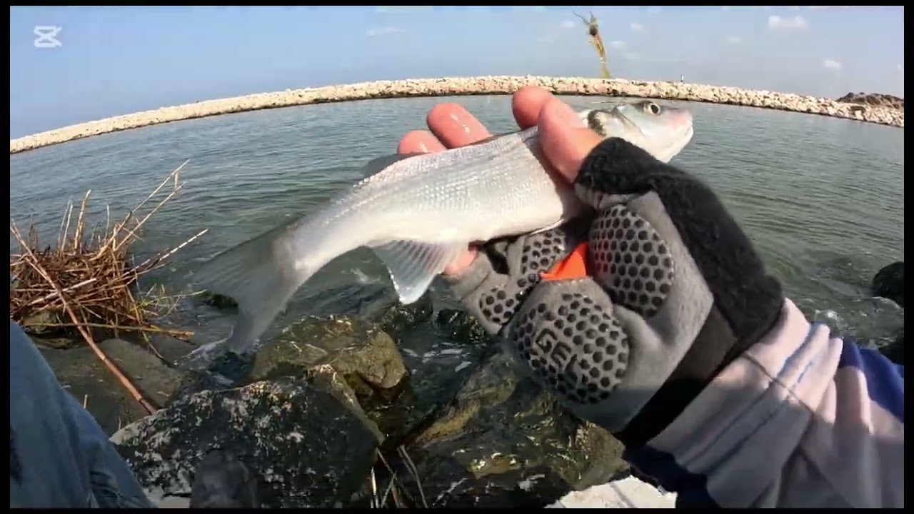 Aksiyona doyduk !! İstavrit Ve Levrek Avı.
