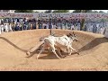 Bull race kantrili 16102022 akhara  bail kantrili 2022choudhury muhammad bota of chittan