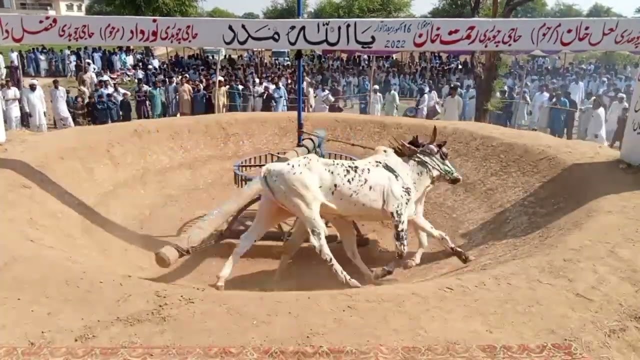 bull Race Kantrili 16.10.2022| akhara  bail Kantrili 2022|Choudhury Muhammad Bota Of Chittan